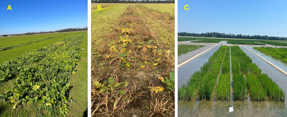 cover crop jan  may.png thumbnail